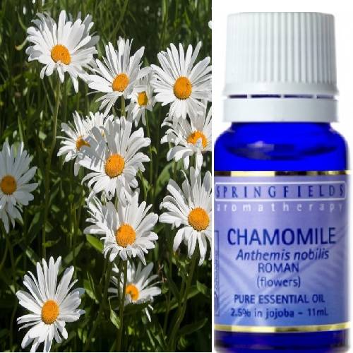 ORGANIC ESSENTIAL OIL CHAMOMILE ROMAN